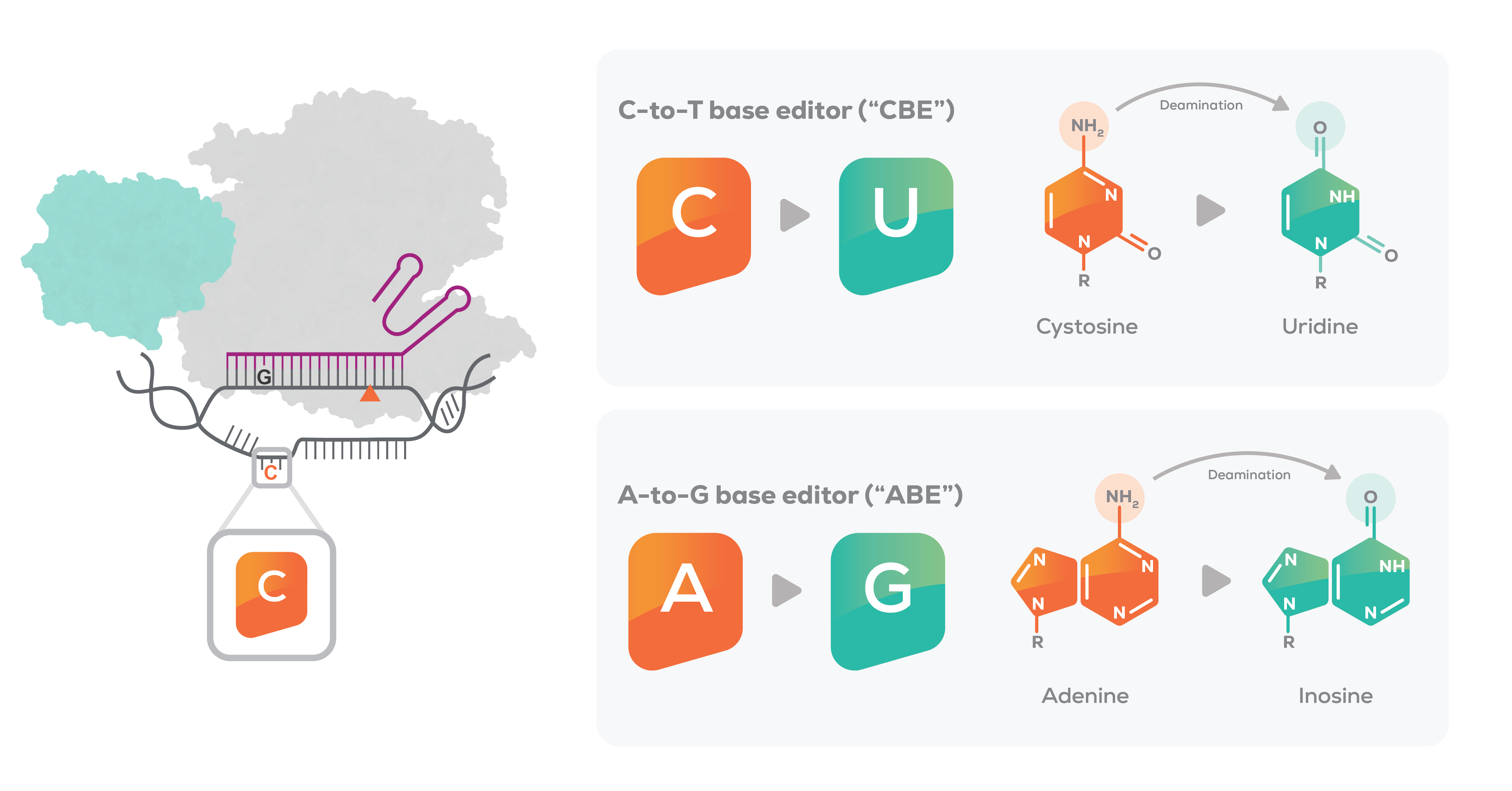 Base Editing Beam Therapeutics